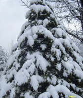 /album/%ed%8f%ac%ed%86%a0%ea%b0%a4%eb%9f%ac%eb%a6%ac%3a-%ed%99%88%ed%8e%98%ec%9d%b4%ec%a7%80/tree2013-jpg/